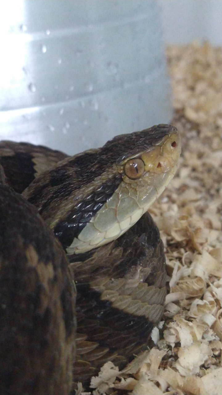  Biólogos da instituição capturaram 10 jararacas (Bothrops jararaca) nos últimos 15 dias