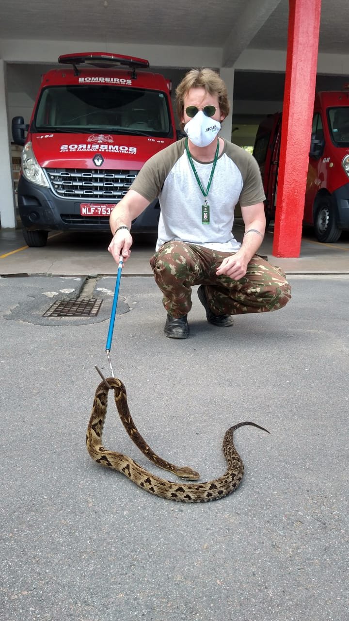  Biólogos da instituição capturaram 10 jararacas (Bothrops jararaca) nos últimos 15 dias
