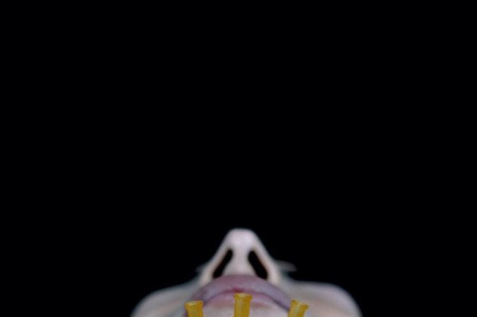 Obra de Nídia Aranha na exposição Tá me vendo? Tá me ouvindo? Narrativas do digital, da Casa Niemeyer