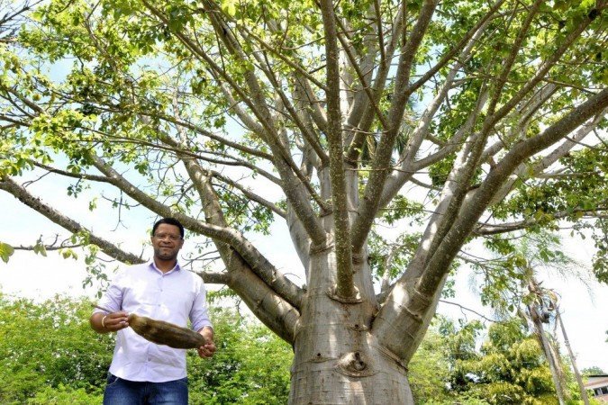 Rota dos Baobas em Brasilia. Professor Andre Lucio Bento, que cataloga as arvores Baobas em Brasilia.