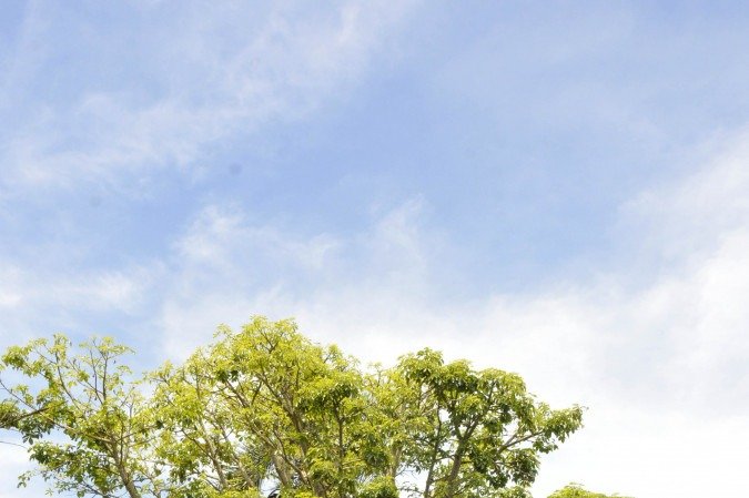 Rota dos Baobas em Brasilia. Professor Andre Lucio Bento, que cataloga as arvores Baobas em Brasilia.