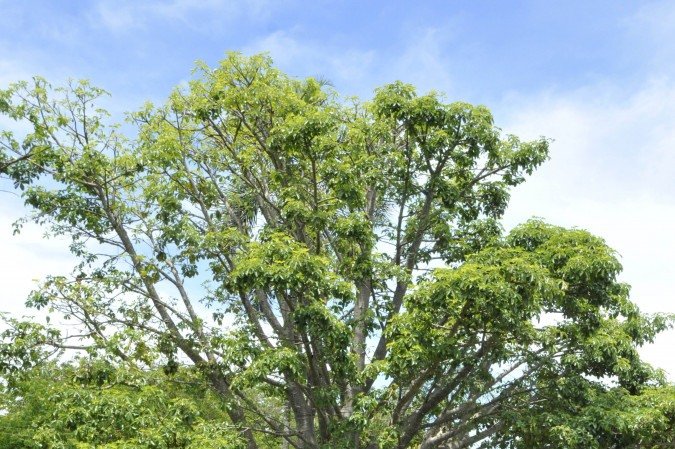 Rota dos Baobas em Brasilia. Professor Andre Lucio Bento, que cataloga as arvores Baobas em Brasilia.