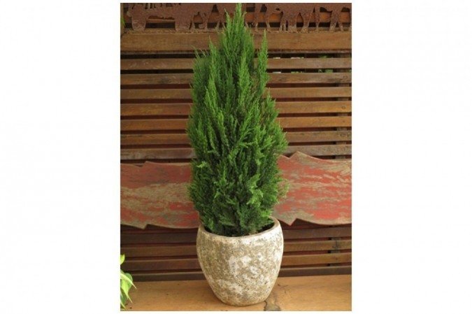 A tuia &eacute; uma das plantas t&iacute;picas desta &eacute;poca do ano