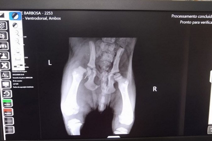 Bombeiros socorrem filhote atropelado em Taguatinga