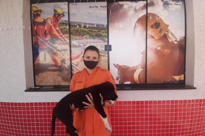 Bombeiros socorrem filhote atropelado em Taguatinga