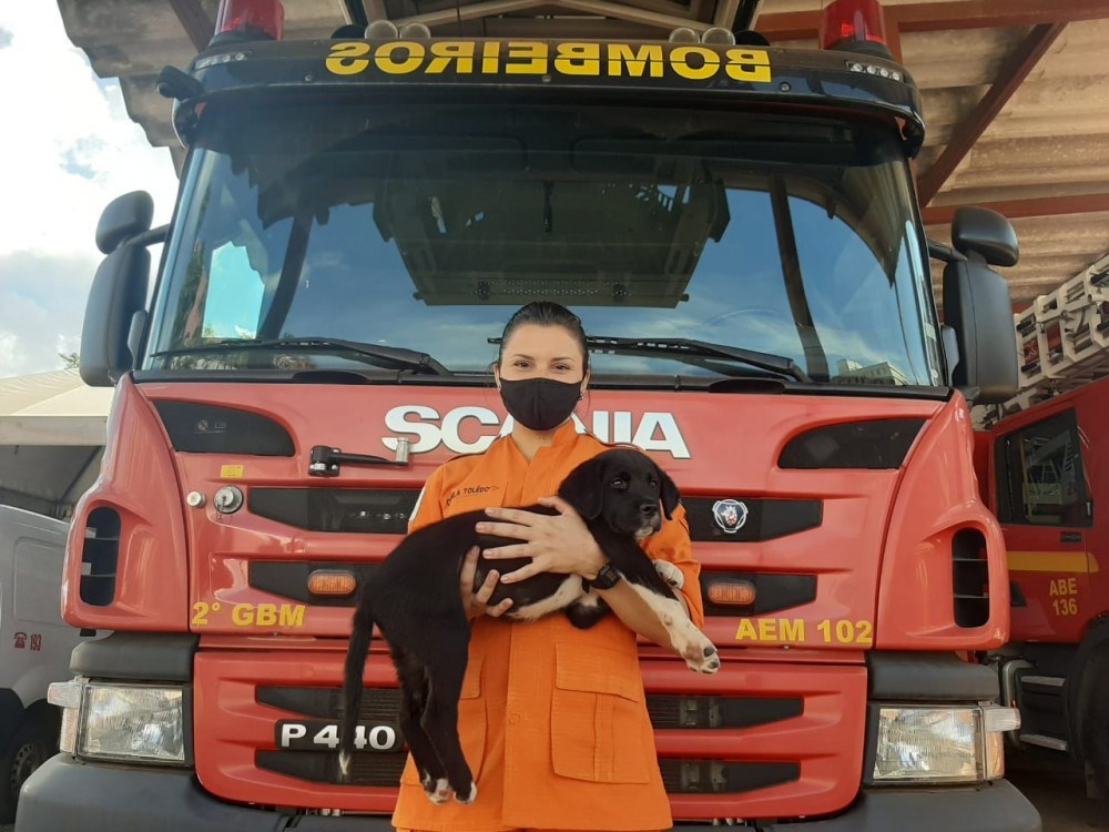 Bombeiros socorrem filhote de labrador atropelado em Taguatinga