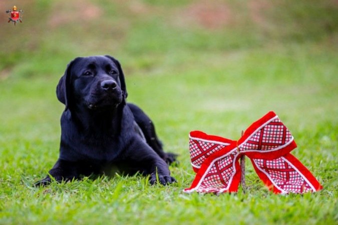 Cães do Corpo de Bombeiros fazem ensaio para alertar sobre os cuidados com os pets no fim do ano

