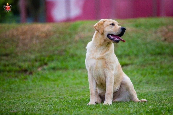 Os artistas do ensaio são Delta, Baruk, Atena e Bolt, que chegaram ao Canil do Grupamento de Busca e Salvamento neste ano.