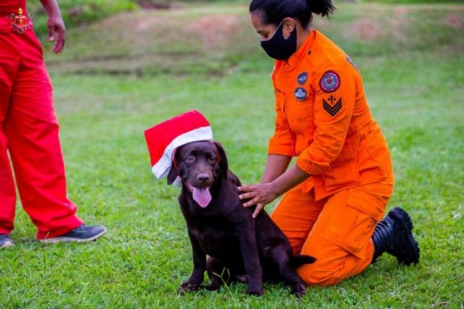 Os quatro filhotes são Golden Retriever. A raça é conhecida por serem amigáveis, inteligentes, confiantes, fiéis e sempre têm muita energia