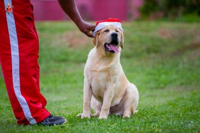 Eles aprendem obediência básica e depois conhecem ambientes com sons de todos os tipos, como barulho de helicóptero, carros e motosserras. 
