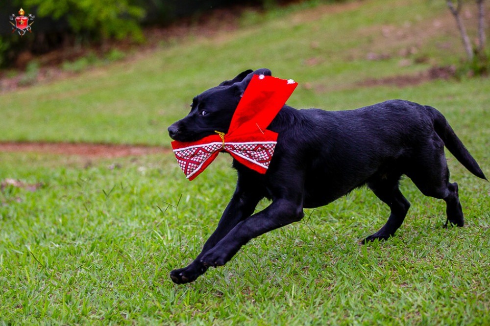 Cães do Corpo de Bombeiros fazem ensaio para alertar sobre cuidados com pets