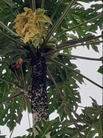 Os Bombeiros primeiramente retiraram o exame de marimbondos que rodeava a &aacute;rvore e depois pegaram a cobra