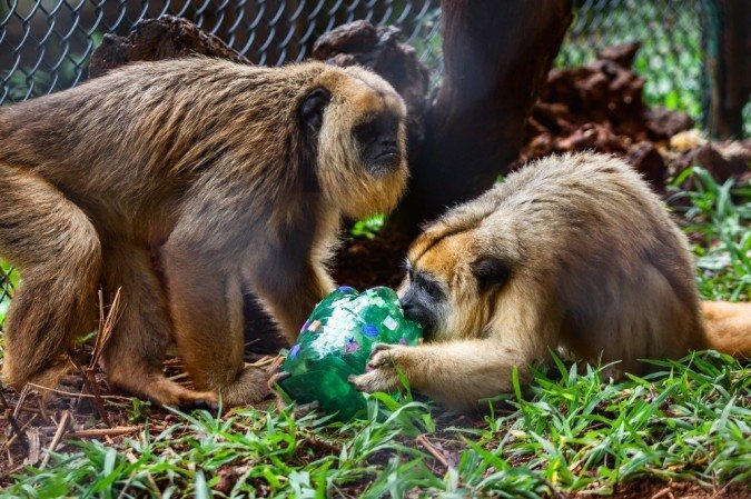  Aves, répteis e mamíferos aproveitaram o clima festivo com as lembrancinhas preparadas pelo Núcleo de Bem-Estar Animal (NBEA) do Zoo de Brasília