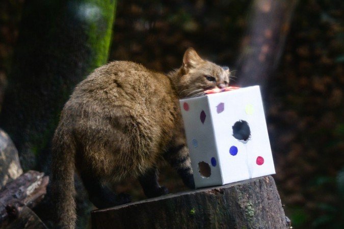  Aves, répteis e mamíferos aproveitaram o clima festivo com as lembrancinhas preparadas pelo Núcleo de Bem-Estar Animal (NBEA) do Zoo de Brasília