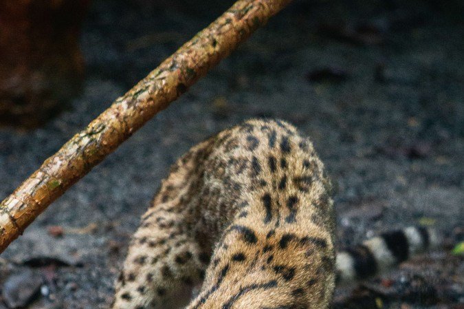  Aves, répteis e mamíferos aproveitaram o clima festivo com as lembrancinhas preparadas pelo Núcleo de Bem-Estar Animal (NBEA) do Zoo de Brasília