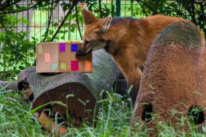  Aves, répteis e mamíferos aproveitaram o clima festivo com as lembrancinhas preparadas pelo Núcleo de Bem-Estar Animal (NBEA) do Zoo de Brasília