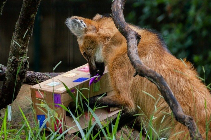 Aves, répteis e mamíferos aproveitaram o clima festivo com as lembrancinhas preparadas pelo Núcleo de Bem-Estar Animal (NBEA) do Zoo de Brasília