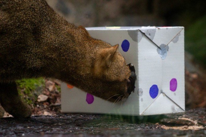  Aves, répteis e mamíferos aproveitaram o clima festivo com as lembrancinhas preparadas pelo Núcleo de Bem-Estar Animal (NBEA) do Zoo de Brasília