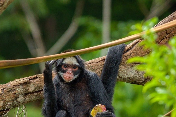  Aves, répteis e mamíferos aproveitaram o clima festivo com as lembrancinhas preparadas pelo Núcleo de Bem-Estar Animal (NBEA) do Zoo de Brasília