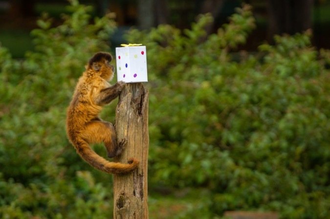  Aves, répteis e mamíferos aproveitaram o clima festivo com as lembrancinhas preparadas pelo Núcleo de Bem-Estar Animal (NBEA) do Zoo de Brasília