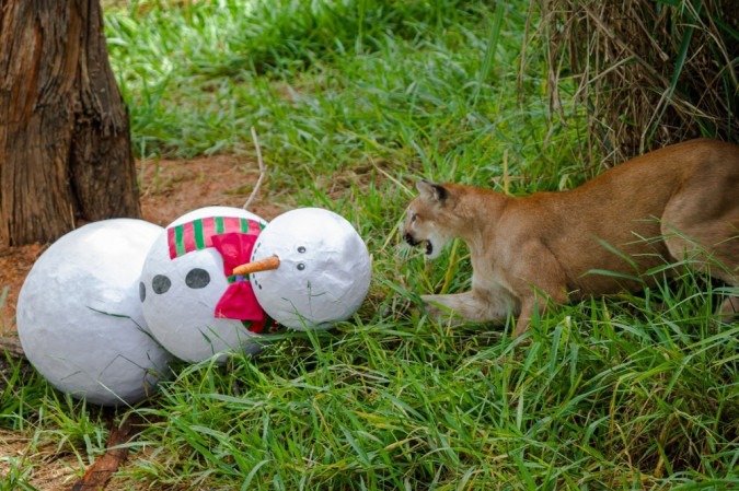  Aves, répteis e mamíferos aproveitaram o clima festivo com as lembrancinhas preparadas pelo Núcleo de Bem-Estar Animal (NBEA) do Zoo de Brasília