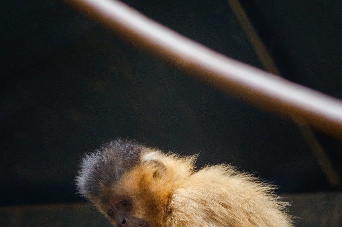  Aves, répteis e mamíferos aproveitaram o clima festivo com as lembrancinhas preparadas pelo Núcleo de Bem-Estar Animal (NBEA) do Zoo de Brasília