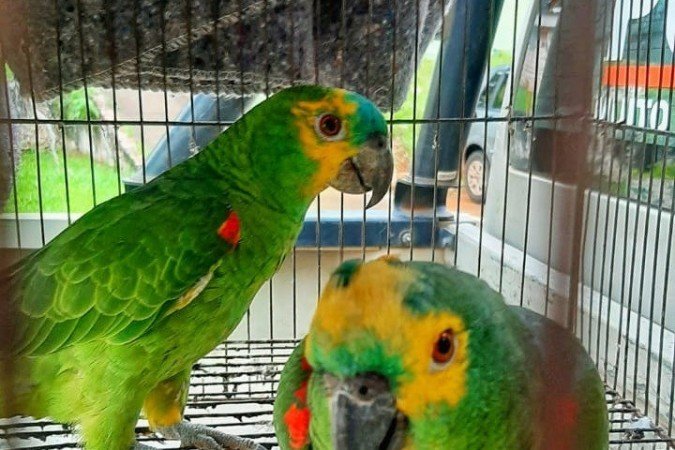 Dona dos animais não tinha autorização para criá-los - (crédito: Divulgação/PMDF) Dona dos animais não tinha autorização para criá-los - (crédito: Divulgação/PMDF)