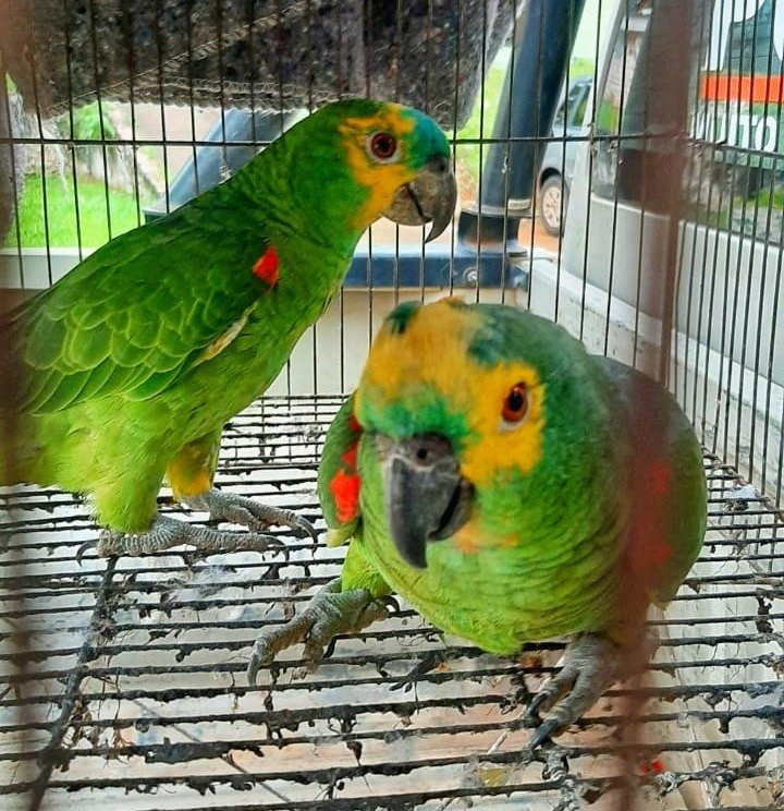 PMDF resgata aves criadas irregularmente em Ceilândia