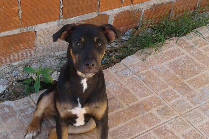 Chamado de Bolt, o cachorro não tinha raça definida (SRD), era dócil e tinha, aproximadamente, dois anos - (crédito: Arquivo Pessoal) Chamado de Bolt, o cachorro não tinha raça definida (SRD), era dócil e tinha, aproximadamente, dois anos - (crédito: Arquivo Pessoal)