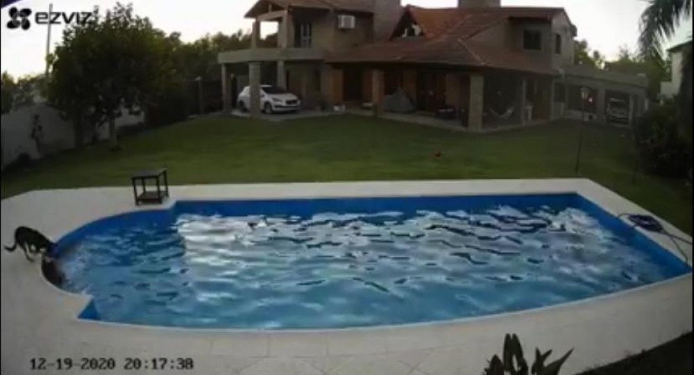 Video Pit Bull Cega Cai Em Piscina E E Salva Por Cao Heroi