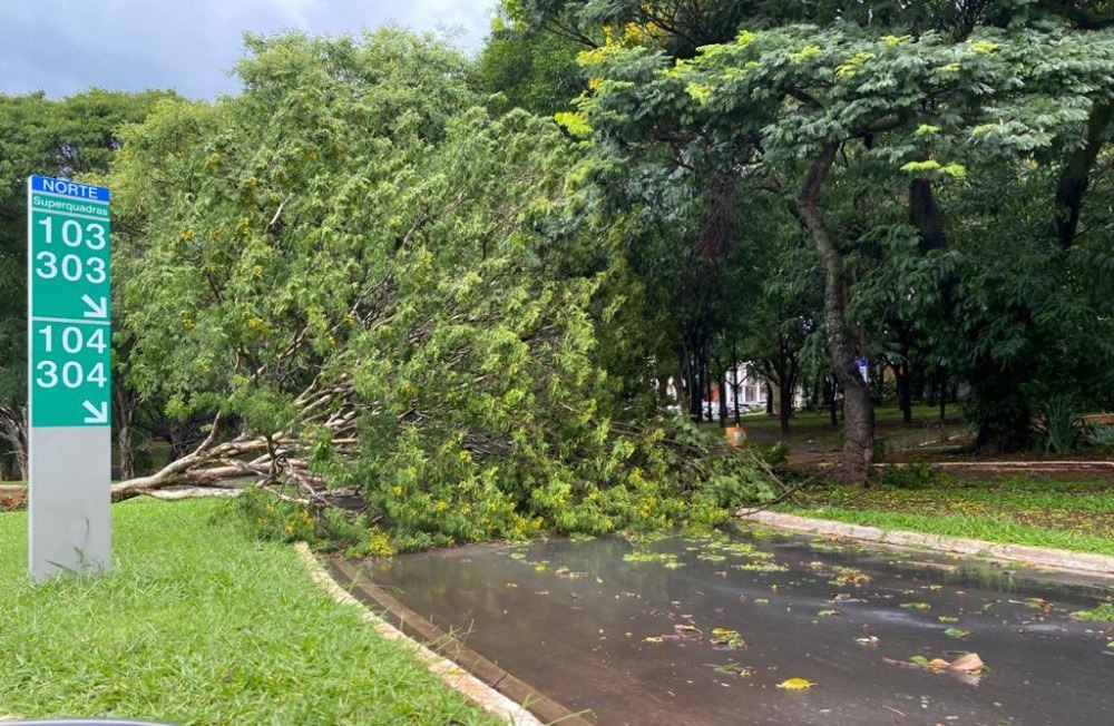 Chuva provoca queda de árvore na Asa Norte e via é bloqueada