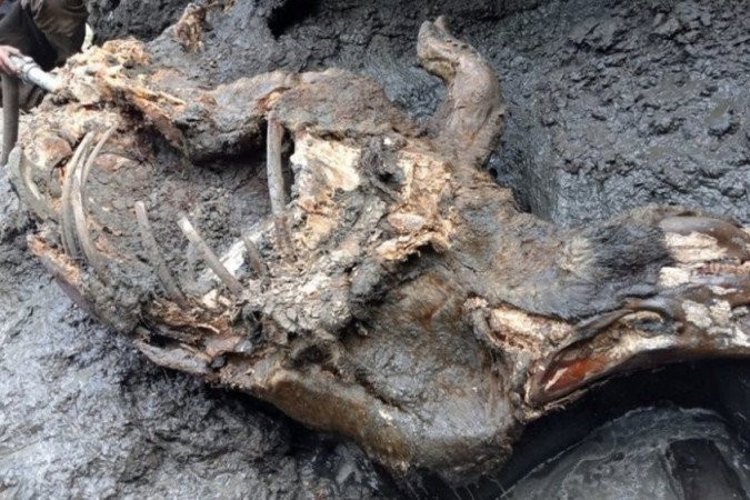 Carcaça foi encontrada por um morador nas margens de um rio no leste da Sibéria em agosto de 2020 - Carcaça foi encontrada por um morador nas margens de um rio no leste da Sibéria em agosto de 2020 -