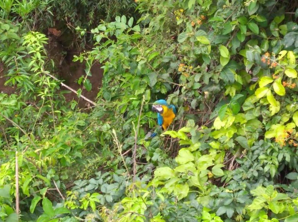 Com asa quebrada, arara-canindé é resgatada em Vicente Pires