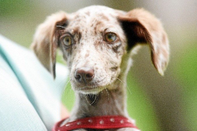 Estrela, a filhote de vira-lata, conquistou a família de Amanda