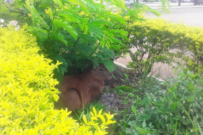 Depois do resgate, a capivara foi levada ao zoológico de Brasília  -  (crédito: Divulgação/PMDF)