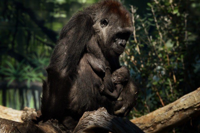  (crédito: MARK RALSTON / AFP)