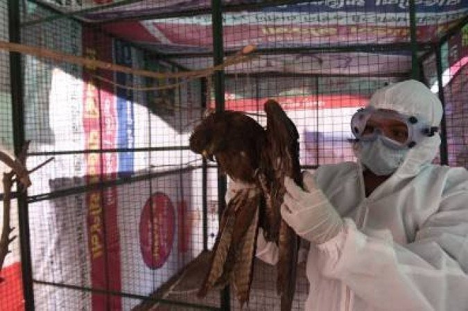 Gripe aviária: casos regulares da doença são um sinal de alerta, segundo especialistas - (crédito: SAM PANTHAKY) Gripe aviária: casos regulares da doença são um sinal de alerta, segundo especialistas - (crédito: SAM PANTHAKY)