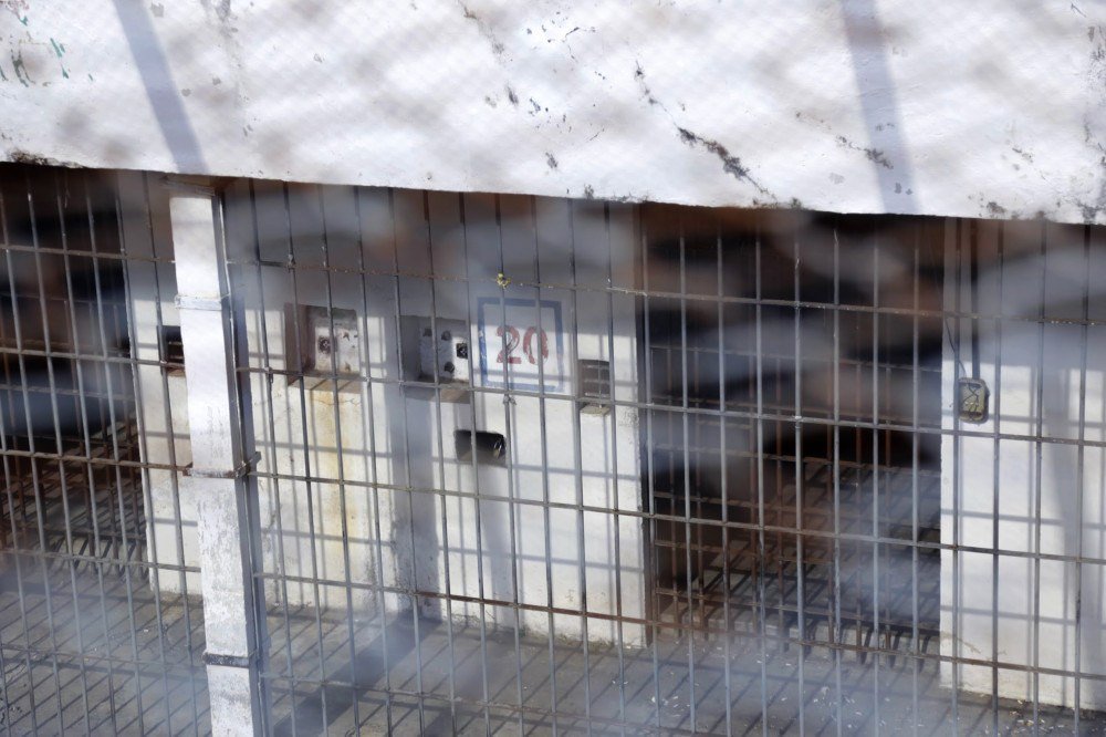 Longa 'Saudade mund&atilde;o'