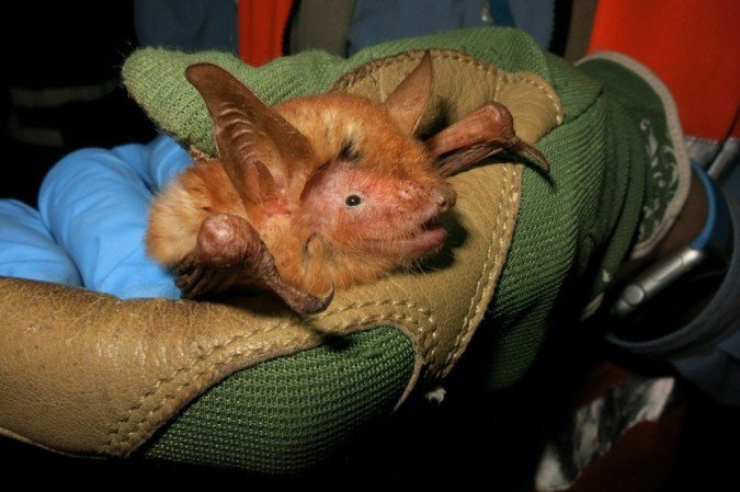 (crédito: MYOTIS NIMBAENSIS; BAT CONSERVATION INTERNATIONAL) (crédito: MYOTIS NIMBAENSIS; BAT CONSERVATION INTERNATIONAL)