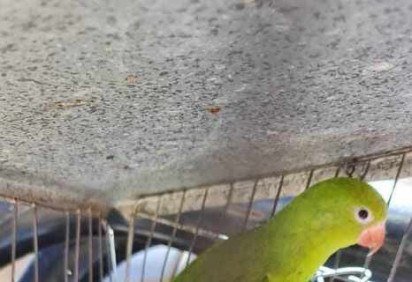 Os pássaros silvestres foram apreendidos em uma residência de Ceilândia