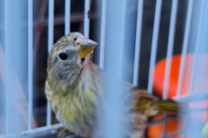 Os pássaros silvestres foram apreendidos em uma residência de Ceilândia
