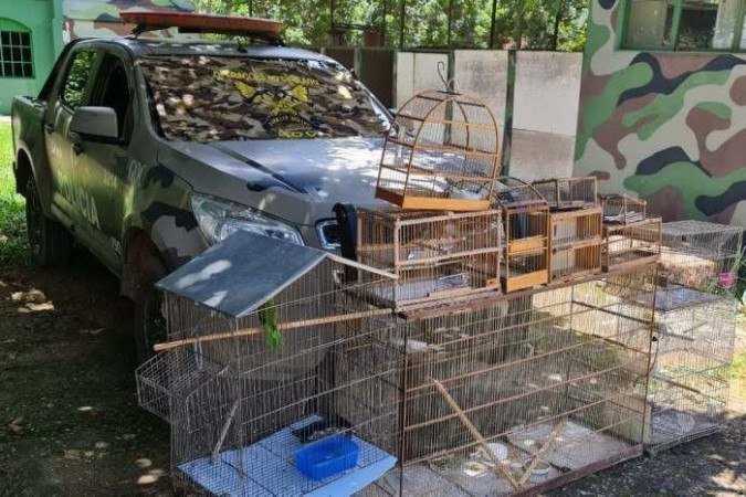 Os pássaros silvestres foram apreendidos em uma residência de Ceilândia
