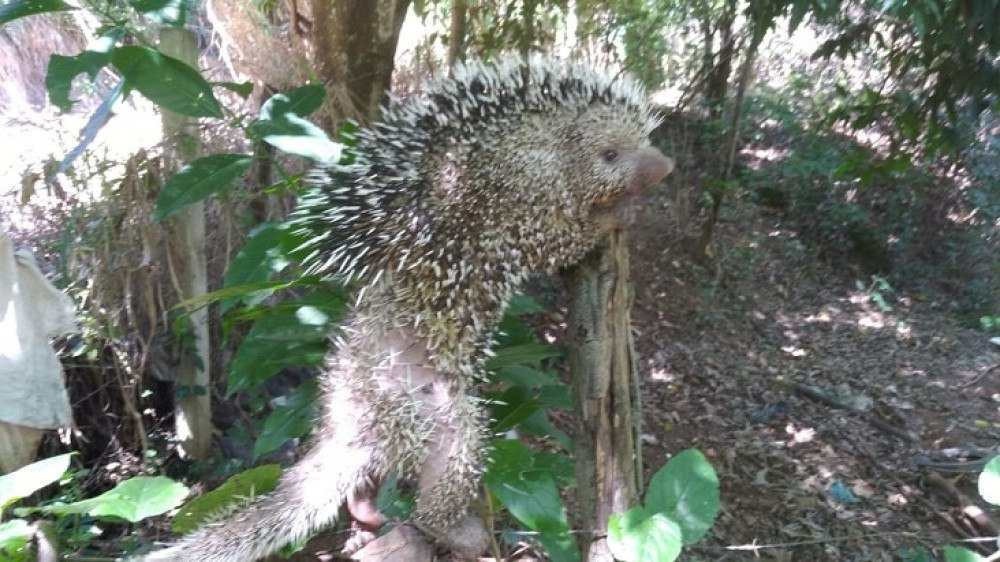 Vídeo: ouriço-cacheiro é resgatado em árvore no Gama