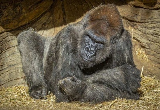 Ken Bohn / San Diego Zoo Global / AFP