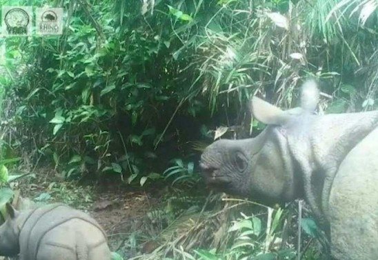 Indonesia Environment and Forestry Ministry / AFP