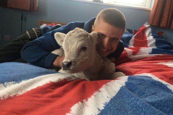 Bezerra adotada por família na Inglaterra vive com os cachorros dentro de casa e age como mascote. Crédito: Molly Northmore/SWNS/MetroUK. -  (crédito: Molly Northmore/SWNS/MetroUK)