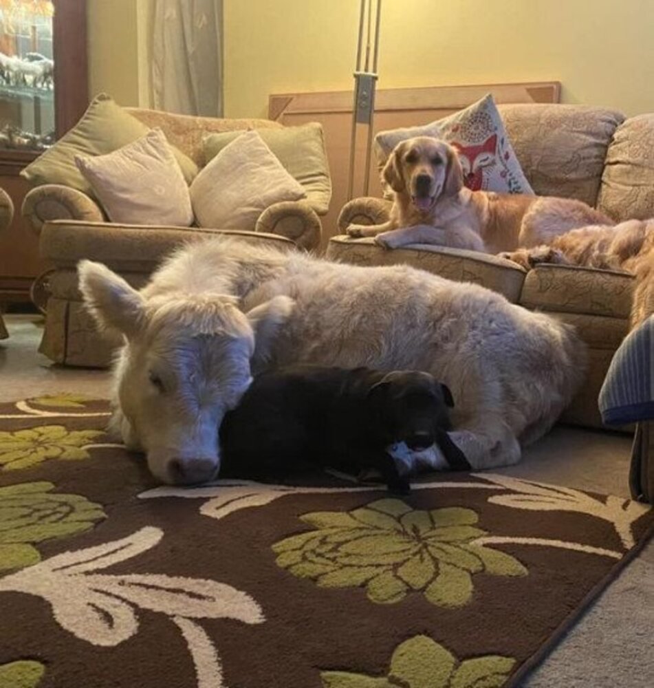Bezerra adotada por família na Inglaterra vive com os cachorros dentro de casa e age como mascote. Crédito: Molly Northmore/SWNS/MetroUK.