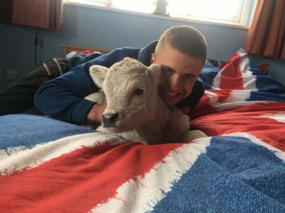 Bezerra adotada por família na Inglaterra vive com os cachorros dentro de casa e age como mascote. Crédito: Molly Northmore/SWNS/MetroUK.