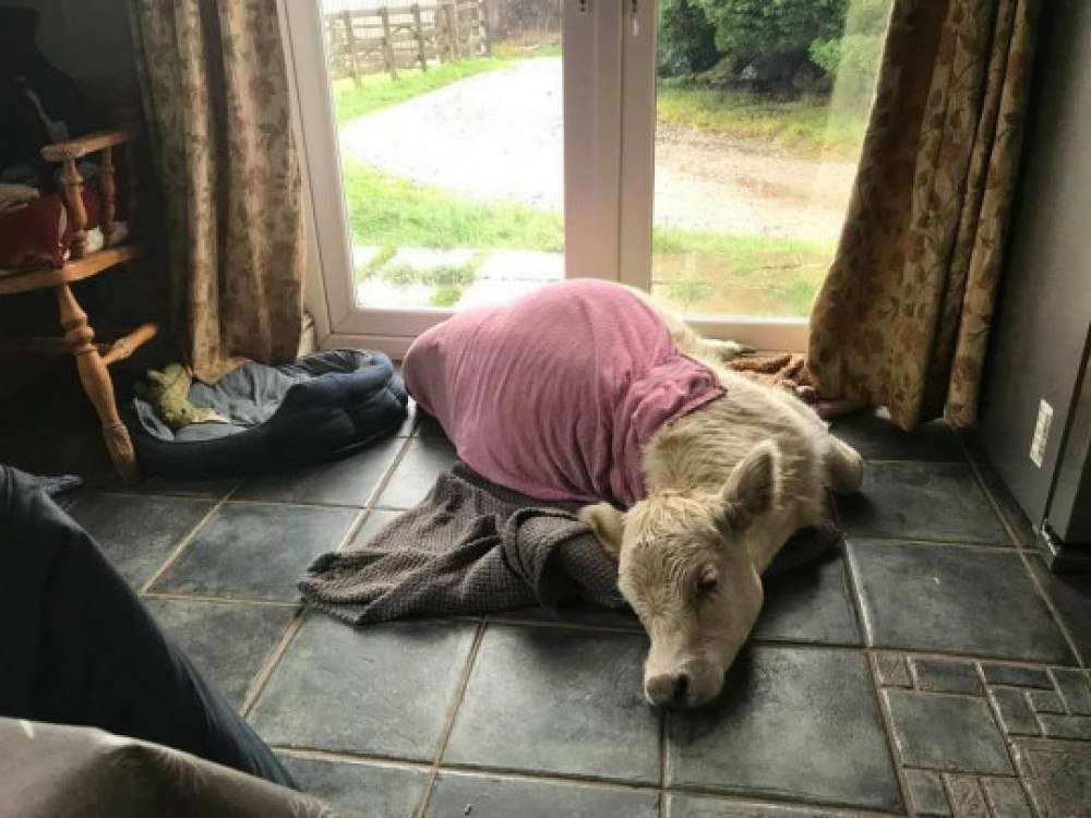 Bezerra adotada por família na Inglaterra vive com os cachorros dentro de casa e age como mascote. Crédito: Molly Northmore/SWNS/MetroUK.