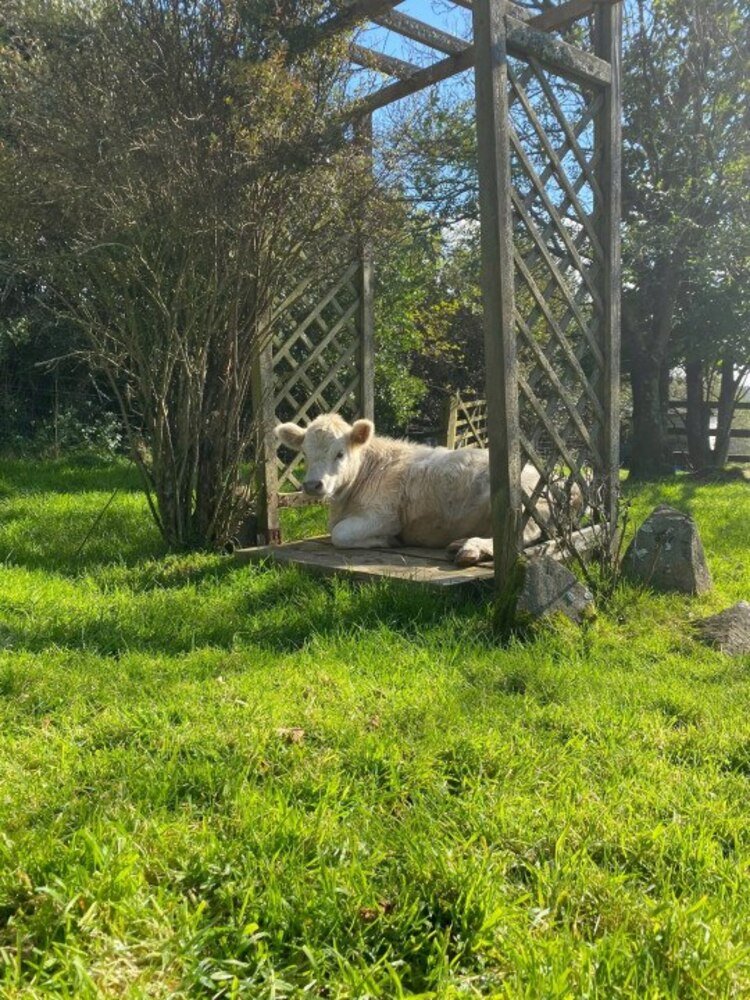 Bezerra adotada por família na Inglaterra vive com os cachorros dentro de casa e age como mascote. Crédito: Molly Northmore/SWNS/MetroUK.